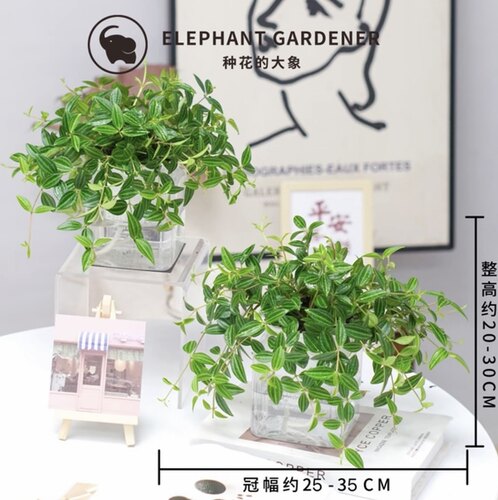 【买一送一】钻石翡翠盆栽客厅室内吊兰水培植物绿植四季好养活