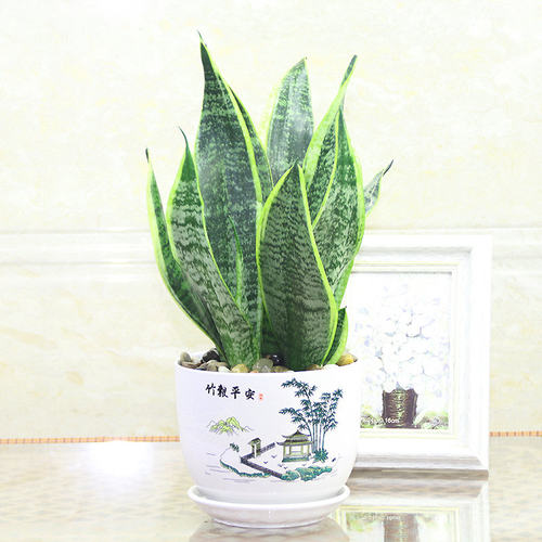 绿植盆栽金边虎皮兰办公室内花卉净化空气盆景植物苗