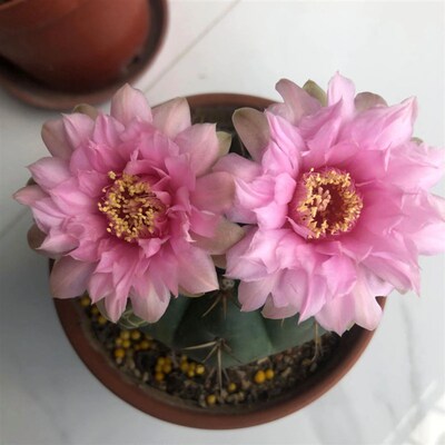 实生美花海王开花仙人球多肉植物趴刺易养盆栽阳台仙人掌庭院花卉