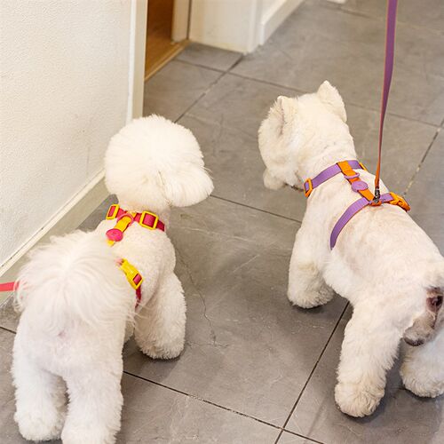 狗狗牵引绳防水胸背带狗狗游泳H工字带牵引小中大型犬背心式狗绳