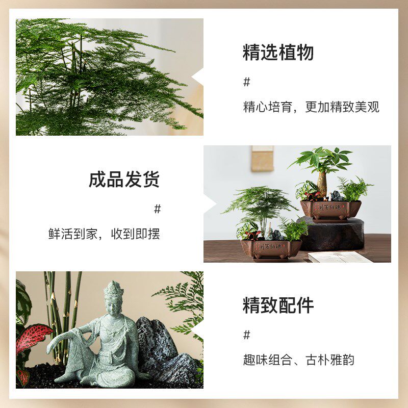 发财树盆景文竹植物花卉客厅办公桌面书房绿植室内盆栽四季好养活