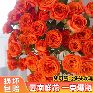 【斗南直发】橙芭比-多头玫瑰家用观赏昆明新鲜切花水养花卉材