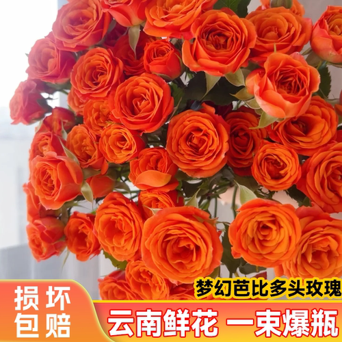 【斗南直发】橙芭比-多头玫瑰家用观赏昆明新鲜切花水养花卉材