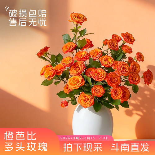 【斗南直发】橙芭比-多头玫瑰家用观赏昆明新鲜切花水养花卉材