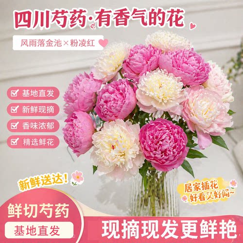 四川芍药云南基地直发室内阳台桌面摆件水养鲜花束鲜切花同城直达