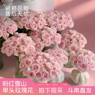 【斗南直发】粉雪山-单头玫瑰家用观赏昆明新鲜切花水养花卉材