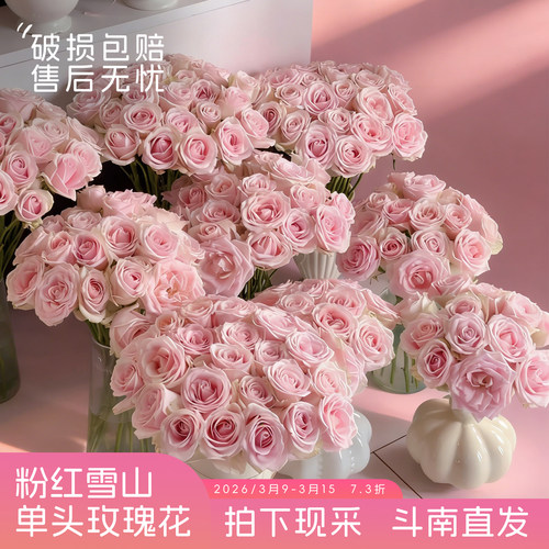 【斗南直发】粉雪山-单头玫瑰家用观赏昆明新鲜切花水养花卉材