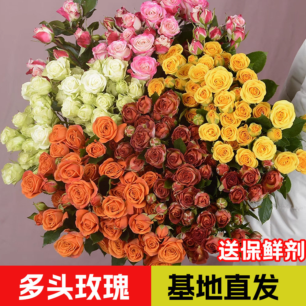 云南基地直发多头玫瑰橙色芭比爱丽丝苏菲家庭养护新鲜包邮摆地摊