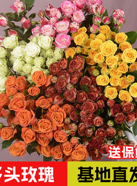 云南基地直发多头玫瑰橙色芭比爱丽丝苏菲家庭养护新鲜包邮摆地摊