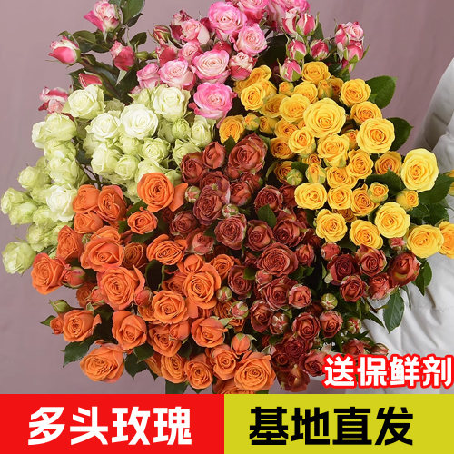 多头玫瑰橙色芭比云南鲜花基地