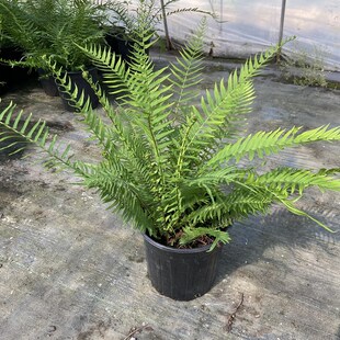 蜈蚣草蕨盆栽凤尾蕨耐荫庭院蕨类花镜植物绿植富贵蕨好养喜湿包邮