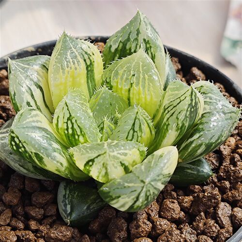 多肉植物十二卷宝莲灯锦6厘米,带原盆土发货,包邮。