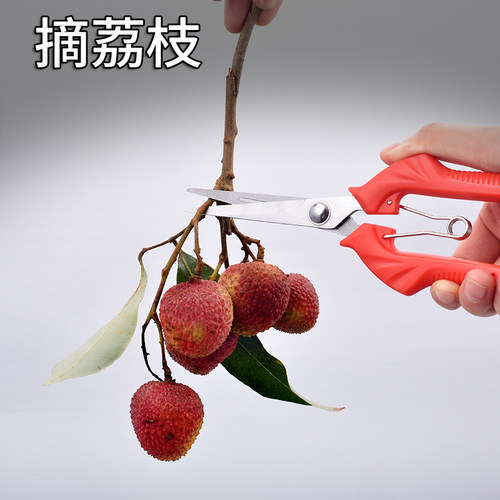 摘果剪强力修枝剪子园林稀果摘果剪葡萄修枝专用剪刀蔬果采摘剪子