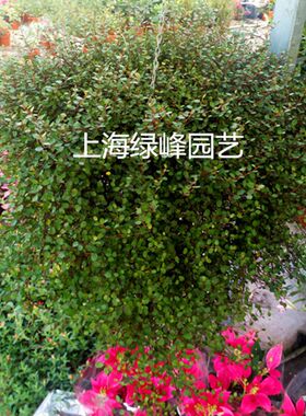 千叶吊兰盆栽垂吊壁挂绿植花卉常春藤花叶蔓阳台庭院花吸甲醛包邮