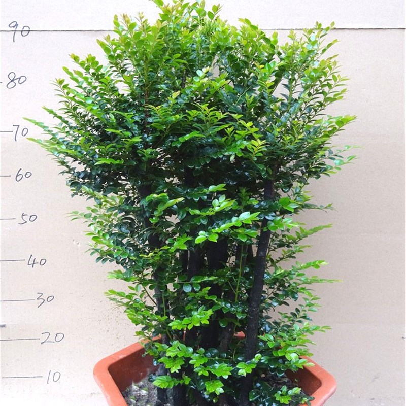 小叶紫檀盆景树桩大型绿植吸甲醛室内桌面客厅阳台四季常青植物