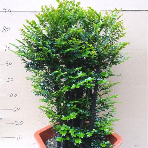 小叶紫檀盆景树桩大型绿植吸甲醛室内桌面客厅阳台四季常青植物