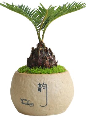 铁树苏铁迷你盆景盆栽四季常青中式禅意绿植室内茶室办公室好养