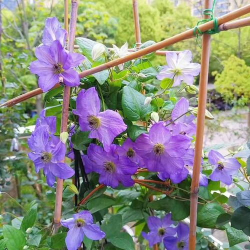 海风铁线莲花苗盆栽爬藤花藤本皇后半重瓣大花丰花无刺攀援海之息