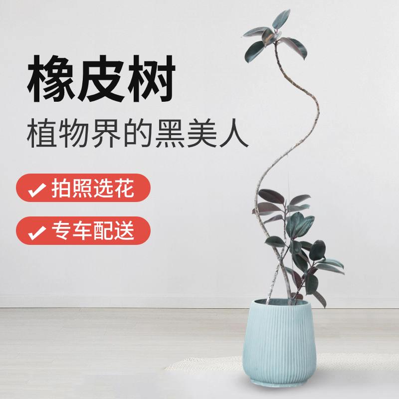 北京胡同黑金刚造型橡皮树盆栽北欧风大型室内植物吸甲醛绿植客厅
