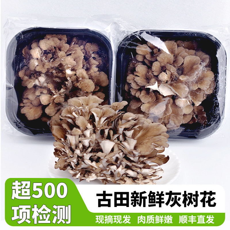 【无硫 无农残】福建古田新鲜灰树菇舞茸茶灰树花菇栗蘑香菇非干