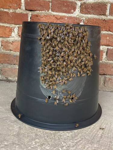【诱蜂桶】5个装黑色塑料桶野外收蜂引蜂招蜂桶