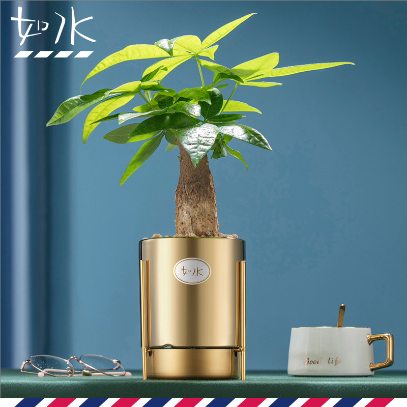 如水盆栽容易养 发财树招财树办公室花卉植物室内桌面小绿植水培