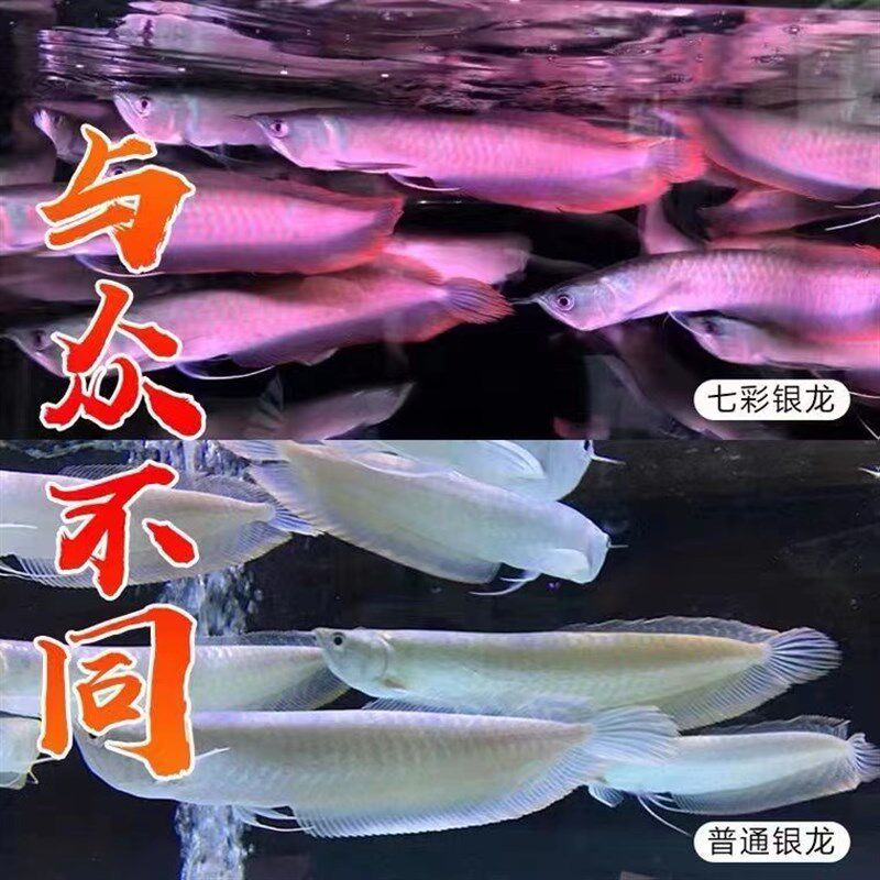 七彩银龙鱼活体大型热带观赏鱼风水招财鱼练手龙鱼
