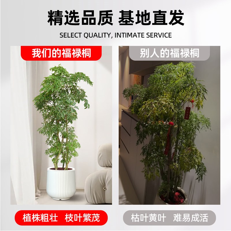 羽叶福禄桐盆栽金钱兜福禄桐盆景办公室内客厅大绿植乔迁易活植物