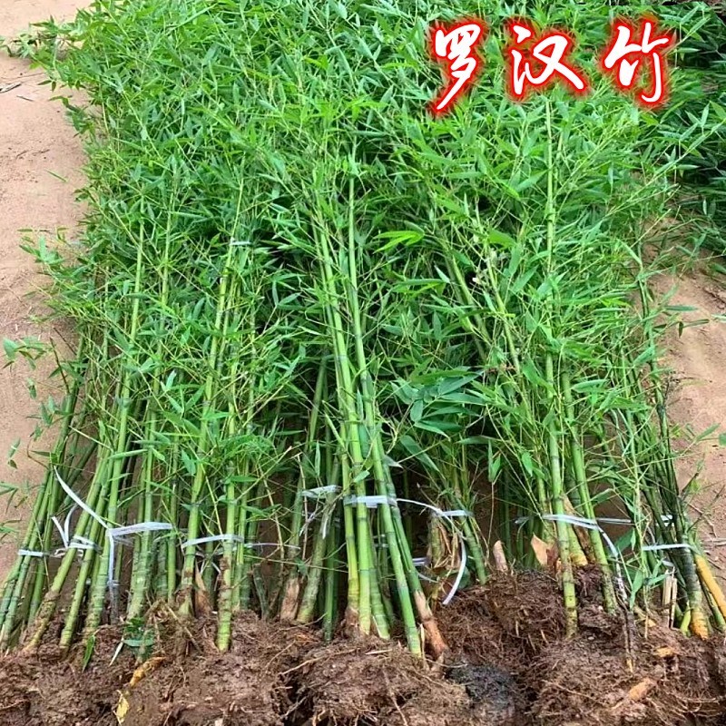 罗汉竹子苗庭院北方耐寒植物观赏紫竹盆栽大矮型四季青早园竹树苗