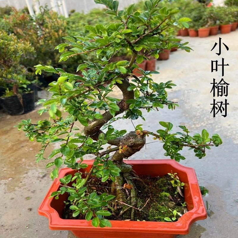 小叶榆树老桩盆景植物室内客厅办公室S造型矮霸榔榆阳台庭院绿植图片