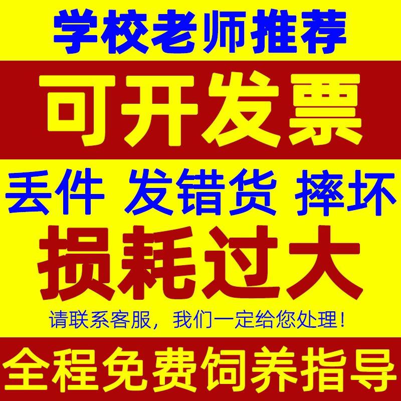 蚂蚁生态箱送蚁后学生观察大型饲养盒蚂蚁城堡工坊宠物蚁巢蚂蚁窝