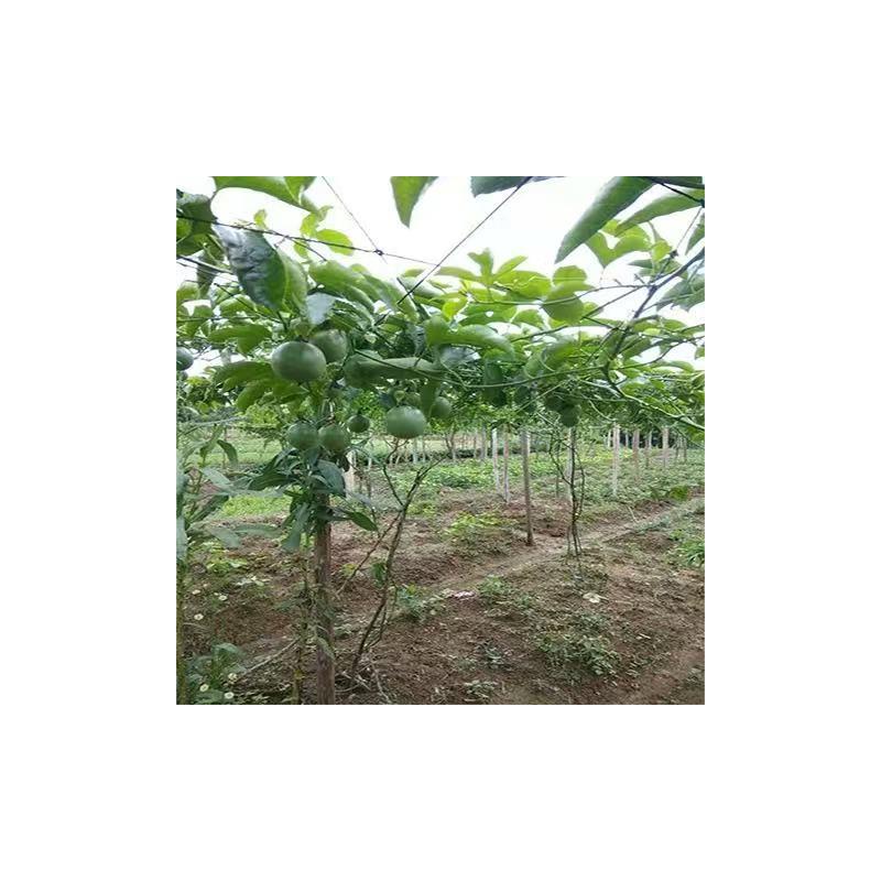 罗汉果棚网百香果搭棚网搭架专用爬藤网棚架子网攀爬网沃柑网瓜果
