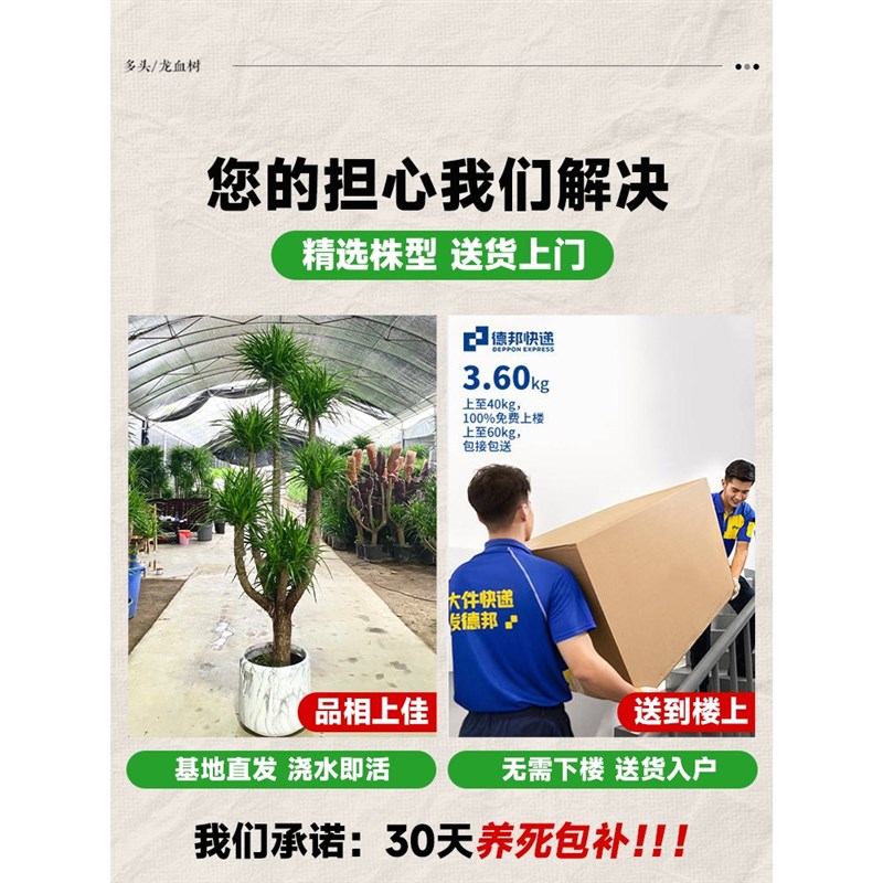 龙血树盆栽造型多头老桩龙须树大型绿植室内客厅净化空气四季常青
