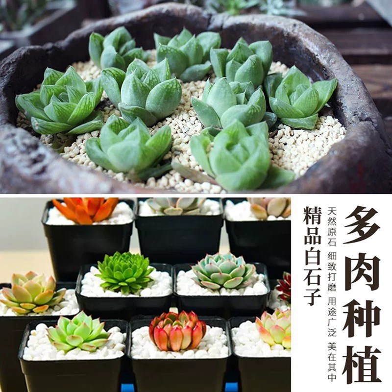 江西白石子鹅卵石小白石头多肉铺面庭院造景雨花石鹅软暖石装饰
