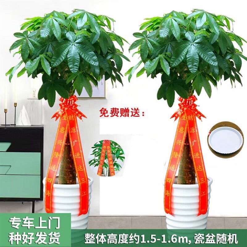 【成都同城配送】开业送礼发财树盆栽大型绿植发财树乔迁搬家送朋