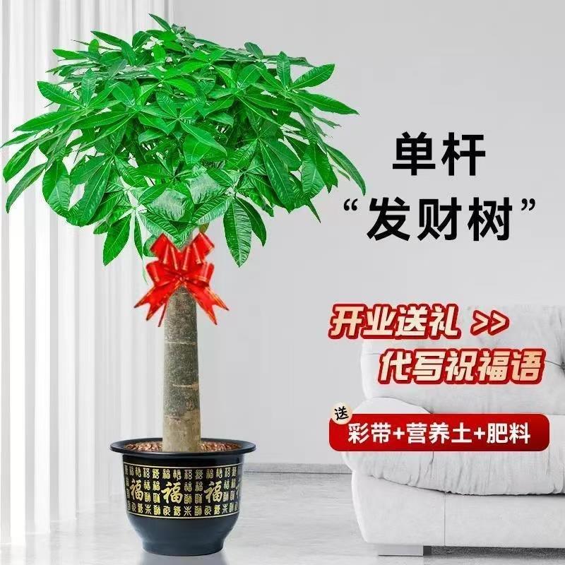 发财树盆栽大棵室内客厅大型步步高招财树植物办公室乔迁开业送礼