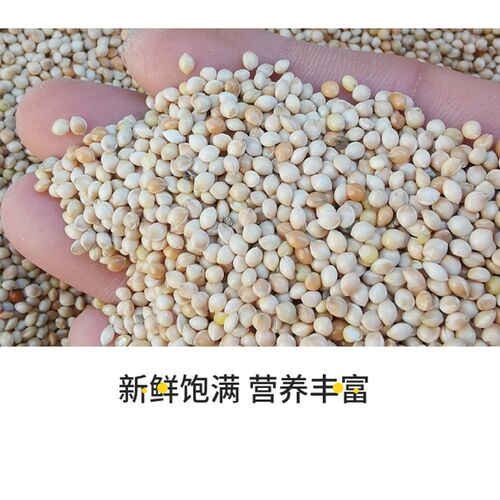 鸟食白糜子白黍子带壳大黄米1件5斤饲料中小型鹦鹉虎皮牡丹玄凤