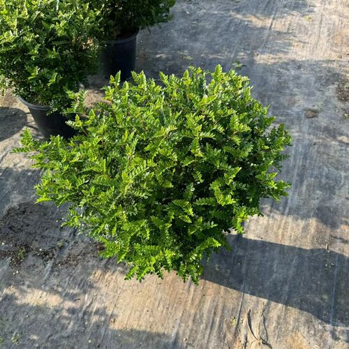 商用满叶清香木绿植盆栽烘焙蛋糕调酒提拉米苏装饰摆盘绿叶花草