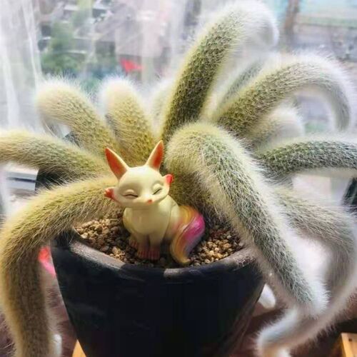 九尾狐多肉长毛垂吊多肉植物猴尾柱仙人掌仙人球室内盆栽花盆防辐