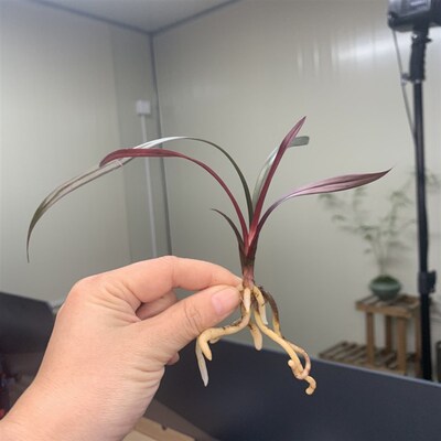 精品花苗建兰红草红荷四季兰网红草