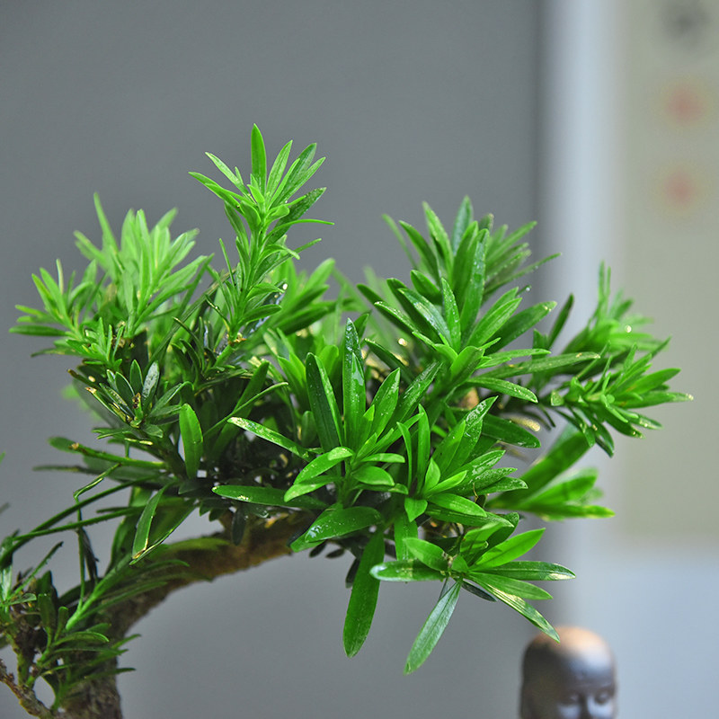 造型罗汉松盆栽室内办公室客厅桌面盆景绿植中式复古盆景四季常青