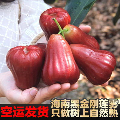 【空运】海南黑金刚莲雾大果应季热带水果稀有果王产地新鲜现摘发