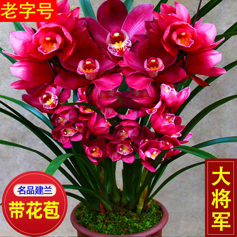 名贵兰花苗 大将军 大花蕙兰年宵红花现带花苞出售室内外好养花卉