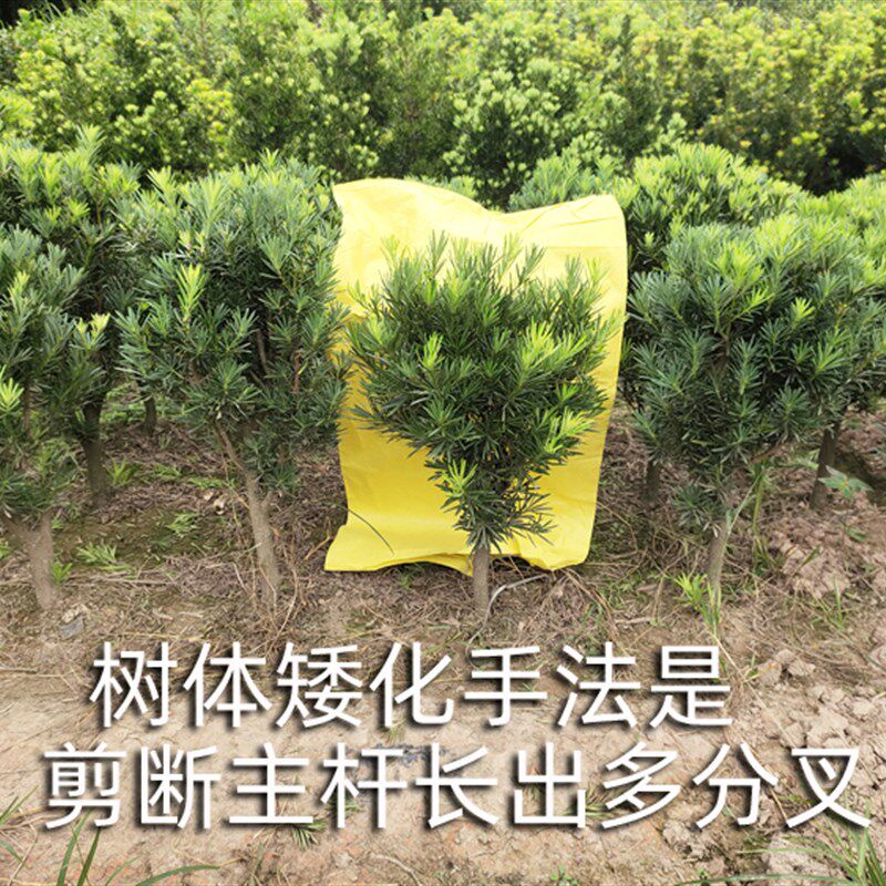 罗汉松树桩 大门口庭院绿植 造型球形 树苗大树 盆栽地栽 绿化