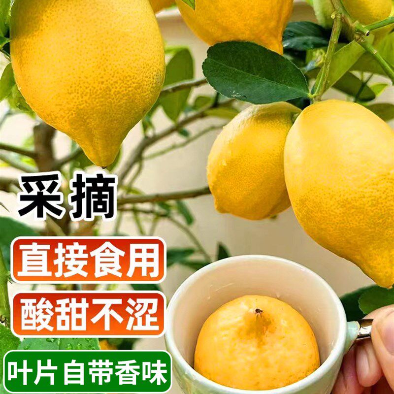 香水柠檬树苗盆栽可食用带果大型室内盆栽庭院地栽绿植四季开花卉