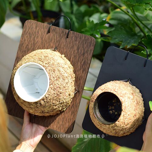 【板植挂板】 鹿角蕨板新手套装 挂墙植物背板环保复合材质兰花板