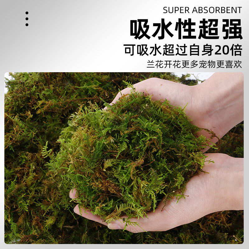 天然干苔藓水苔蝴蝶兰专用爬宠乌龟冬眠草青苔兰花石斛种植营养土