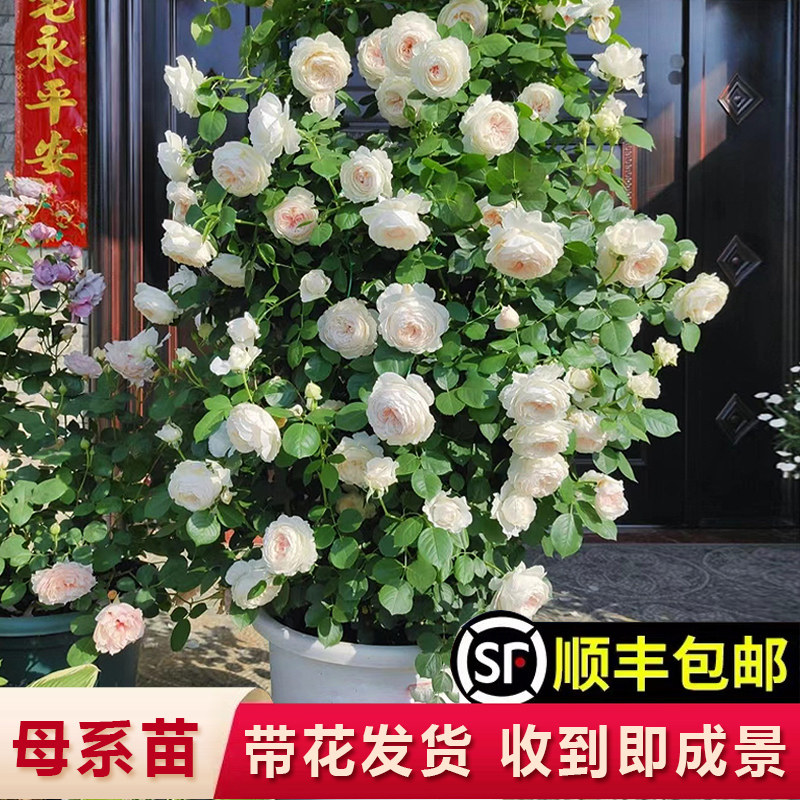 新品灌木月季花苗特大带花玫瑰蔷薇花苗庭院阳台花卉盆栽四季开花