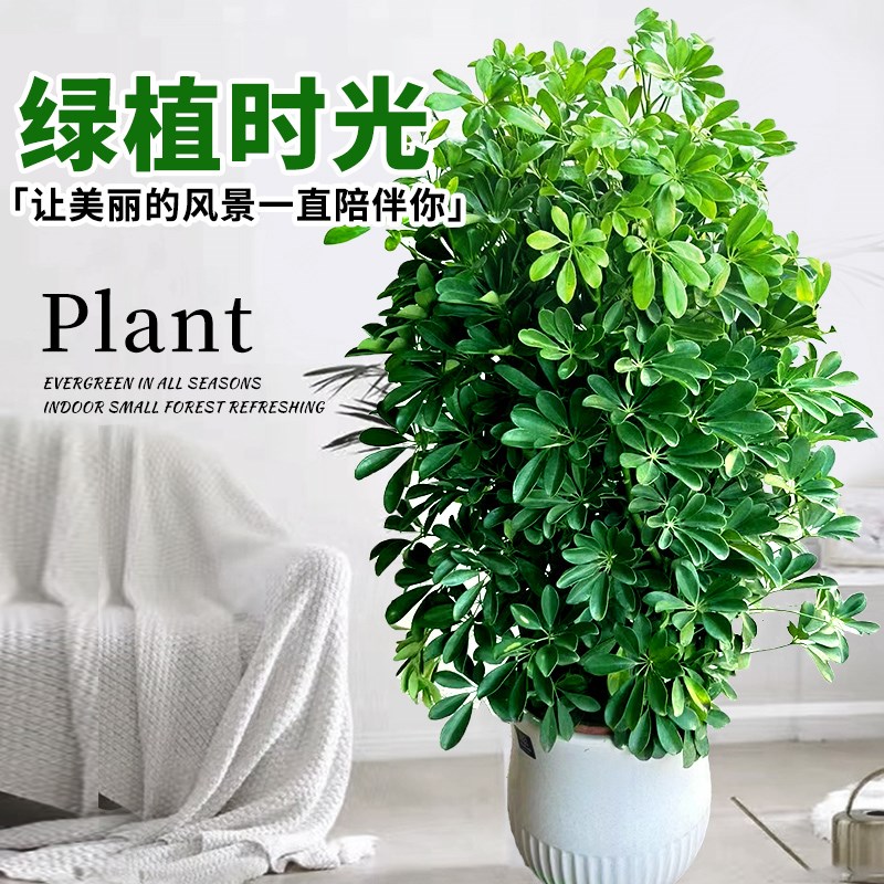 鸭脚木盆栽客厅绿植花卉室内大型八方来财鸭掌木七叶莲植物发财树