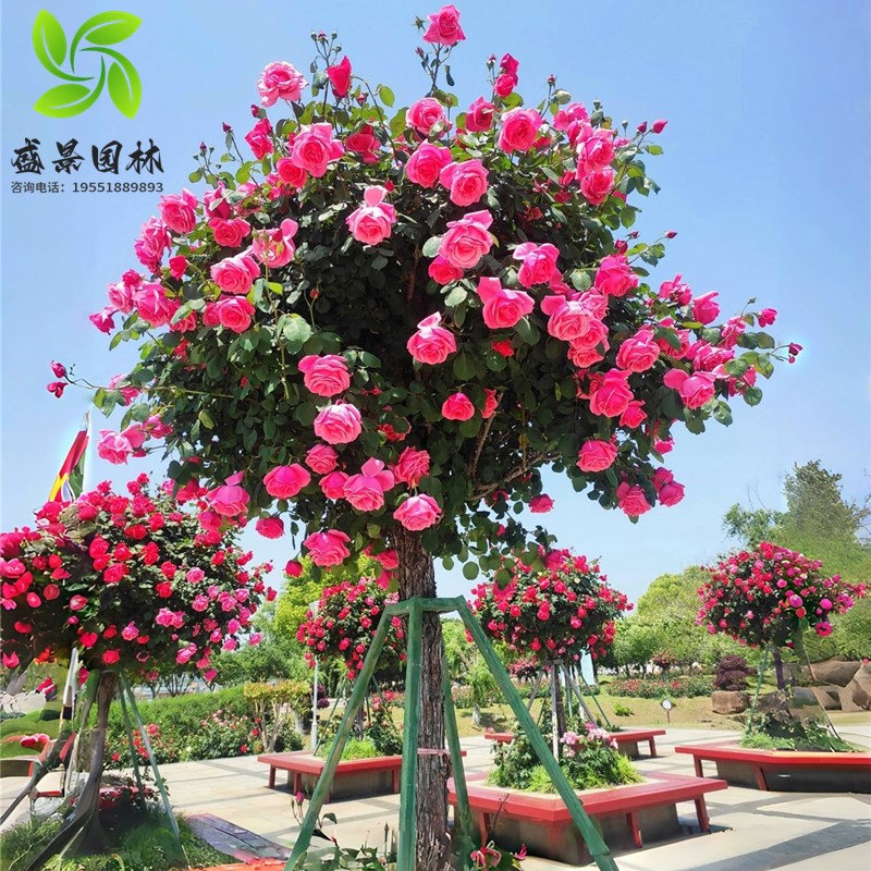 棒棒糖树桩月季花苗特大花朵花卉植物庭院四季开玫瑰带花树状月季